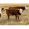 Image 6 : Jones Hereford Ranch - 540# Heifer Calves - 40 Head (Balzac, AB)