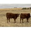Image 7 : Jones Hereford Ranch - 540# Heifer Calves - 40 Head (Balzac, AB)