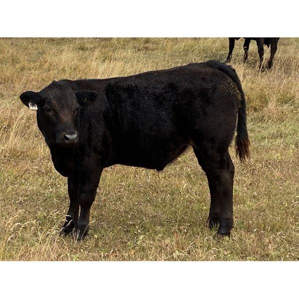 Kevin Stanton - 625# Steer Calves - 40 Head (Cochrane, AB)