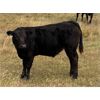 Image 1 : Kevin Stanton - 625# Steer Calves - 40 Head (Cochrane, AB)