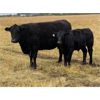 Image 5 : Kevin Stanton - 625# Steer Calves - 40 Head (Cochrane, AB)