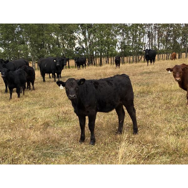 Kevin Stanton - 575# Heifer Calves - 40 Head (Cochrane, AB)
