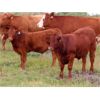 Image 11 : Wadella Ranch - 675# Steer Calves - 180 Head (Kipling, SK)
