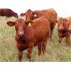 Image 12 : Wadella Ranch - 675# Steer Calves - 180 Head (Kipling, SK)