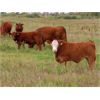 Image 13 : Wadella Ranch - 675# Steer Calves - 180 Head (Kipling, SK)