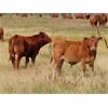 Image 14 : Wadella Ranch - 675# Steer Calves - 180 Head (Kipling, SK)