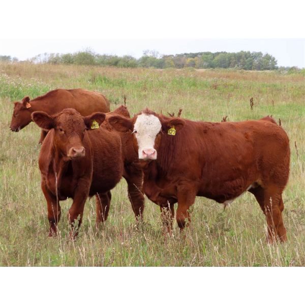 Wadella Ranch - 675# Steer Calves - 180 Head (Kipling, SK)