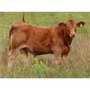 Image 2 : Wadella Ranch - 675# Steer Calves - 180 Head (Kipling, SK)