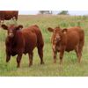 Image 5 : Wadella Ranch - 675# Steer Calves - 180 Head (Kipling, SK)
