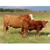 Image 6 : Wadella Ranch - 675# Steer Calves - 180 Head (Kipling, SK)