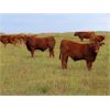 Image 7 : Wadella Ranch - 675# Steer Calves - 180 Head (Kipling, SK)