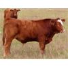 Image 8 : Wadella Ranch - 675# Steer Calves - 180 Head (Kipling, SK)