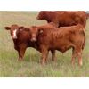 Image 9 : Wadella Ranch - 675# Steer Calves - 180 Head (Kipling, SK)