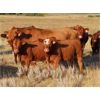 Image 11 : Wadella Ranch - 600# Heifer Calves - 90 Head (Kipling, SK)
