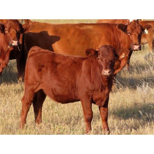 Wadella Ranch - 600# Heifer Calves - 90 Head (Kipling, SK)