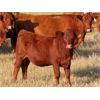 Image 1 : Wadella Ranch - 600# Heifer Calves - 90 Head (Kipling, SK)
