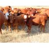 Image 6 : Wadella Ranch - 600# Heifer Calves - 90 Head (Kipling, SK)