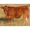 Image 7 : Wadella Ranch - 600# Heifer Calves - 90 Head (Kipling, SK)
