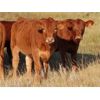 Image 8 : Wadella Ranch - 600# Heifer Calves - 90 Head (Kipling, SK)
