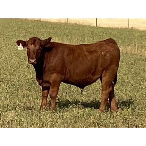 C & M Jensen - 600# Steer Calves - 65 Head (Airdrie, AB)
