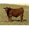 Image 1 : C & M Jensen - 600# Steer Calves - 65 Head (Airdrie, AB)