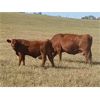 Image 2 : C & M Jensen - 600# Steer Calves - 65 Head (Airdrie, AB)