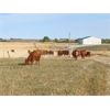 Image 5 : C & M Jensen - 600# Steer Calves - 65 Head (Airdrie, AB)
