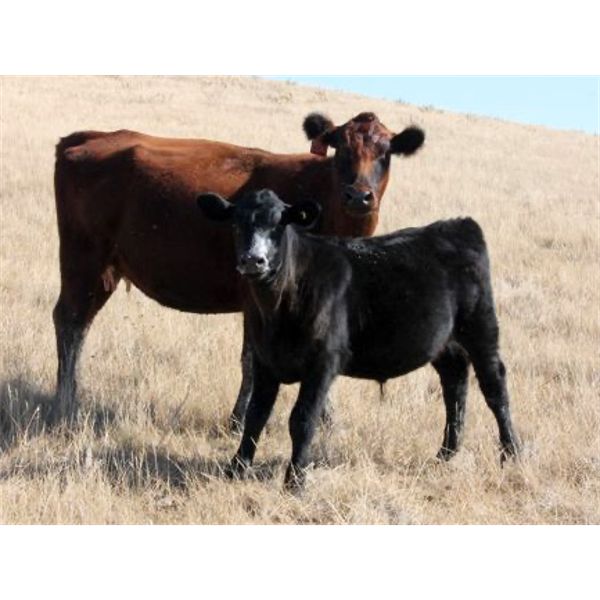 Five Anchor Ranch Ltd. - 500# Steer Calves - 110 Head (Harptree, SK)