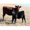 Image 1 : Five Anchor Ranch Ltd. - 500# Steer Calves - 110 Head (Harptree, SK)