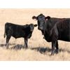 Image 2 : Five Anchor Ranch Ltd. - 500# Steer Calves - 110 Head (Harptree, SK)