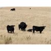 Image 3 : Five Anchor Ranch Ltd. - 500# Steer Calves - 110 Head (Harptree, SK)
