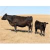 Image 4 : Five Anchor Ranch Ltd. - 500# Steer Calves - 110 Head (Harptree, SK)