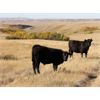 Image 5 : Five Anchor Ranch Ltd. - 500# Steer Calves - 110 Head (Harptree, SK)