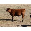 Image 6 : Five Anchor Ranch Ltd. - 500# Steer Calves - 110 Head (Harptree, SK)