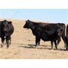 Image 7 : Five Anchor Ranch Ltd. - 500# Steer Calves - 110 Head (Harptree, SK)