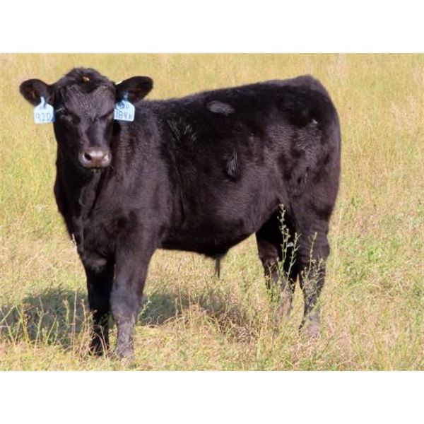 D & N Livestock - 750# Weaned Steers - 245 Head (Peebles, SK)