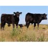 Image 9 : D & N Livestock - 750# Weaned Steers - 245 Head (Peebles, SK)