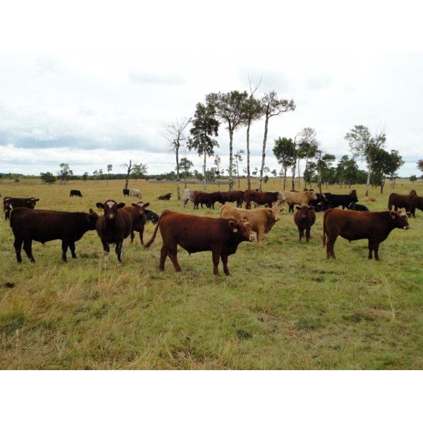 E & A McKee Holdings Ltd. - 935# Steers - 124 Head (Turtleford, SK)