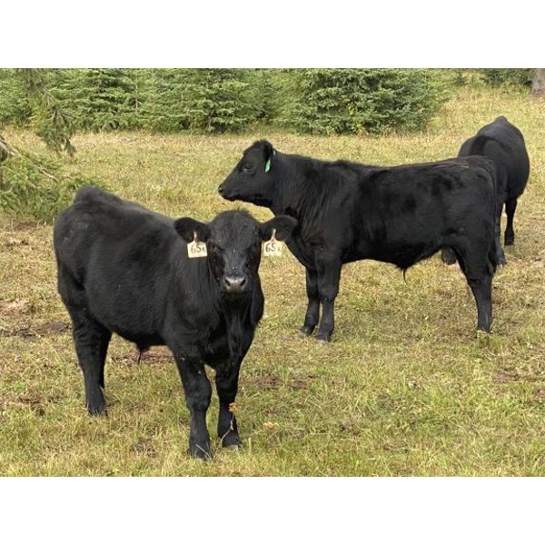 S & M Farms - 550# Steer Calves - 110 Head (Sundre, AB)