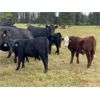 Image 3 : S & M Farms - 550# Steer Calves - 110 Head (Sundre, AB)
