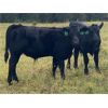 Image 5 : S & M Farms - 550# Steer Calves - 110 Head (Sundre, AB)