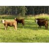Image 6 : S & M Farms - 550# Steer Calves - 110 Head (Sundre, AB)