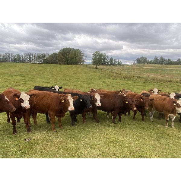 Garth & Theresa Kauppi - 970# Heifers - 45 Head (Eckville, AB)