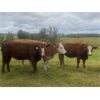 Image 4 : Garth & Theresa Kauppi - 970# Heifers - 45 Head (Eckville, AB)
