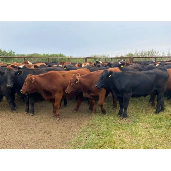 Gary Speight - 950# Steers - 130 Head (Yorkton, SK)