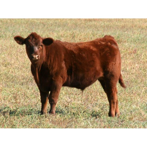 J-J Ranching - 600# Steer Calves - 70 Head (Picture Butte, AB)