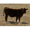 Image 5 : J-J Ranching - 600# Steer Calves - 70 Head (Picture Butte, AB)