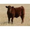 Image 6 : J-J Ranching - 600# Steer Calves - 70 Head (Picture Butte, AB)
