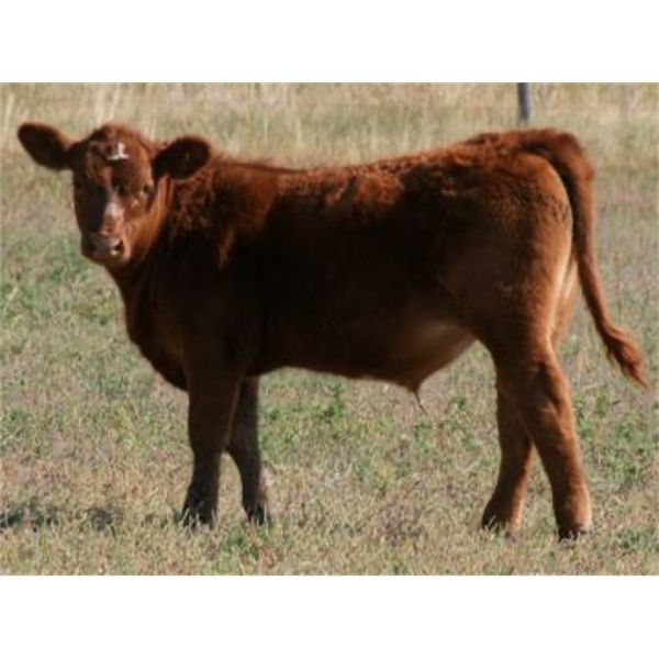 J-J Ranching - 550# Steer Calves - 220 Head (Picture Butte, AB)