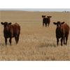 Image 7 : J-J Ranching - 550# Steer Calves - 220 Head (Picture Butte, AB)